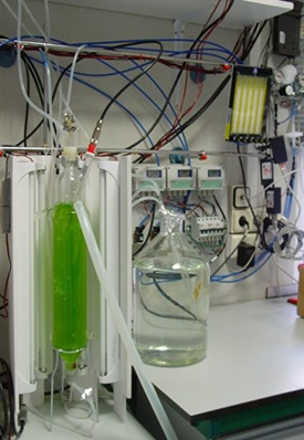 Biolog&iacute;a y biotecnolog&iacute;a de sistemas en microalgas