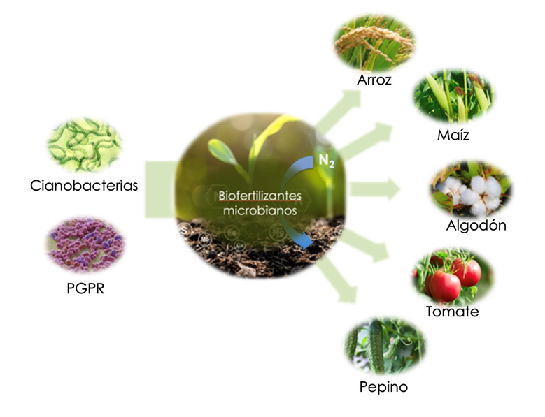 Dise&ntilde;o y Aplicaci&oacute;n de Nuevos Biofertilizantes Microbianos
