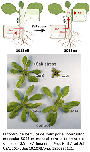 El control de los flujos de sodio por el interruptor molecular SOS3 es esencial para la tolerancia a salinidad. G&aacute;mez-Arjona et al. Proc Natl Acad Sci USA, 2024. doi: 10.1073/pnas.2320657121.