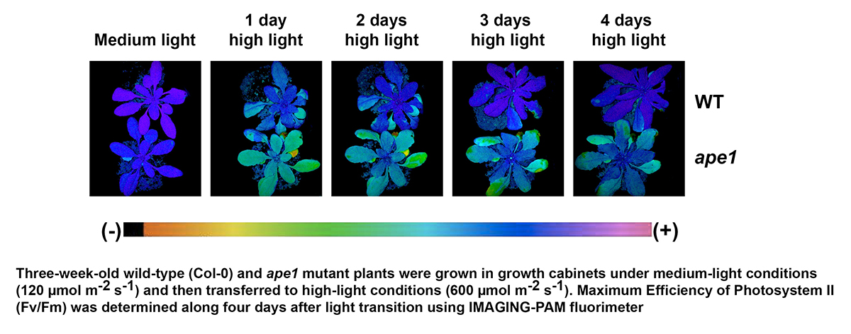 M&aacute;ximum Efficiency of Photosystem II of ape1 mutant versus wild-type plants